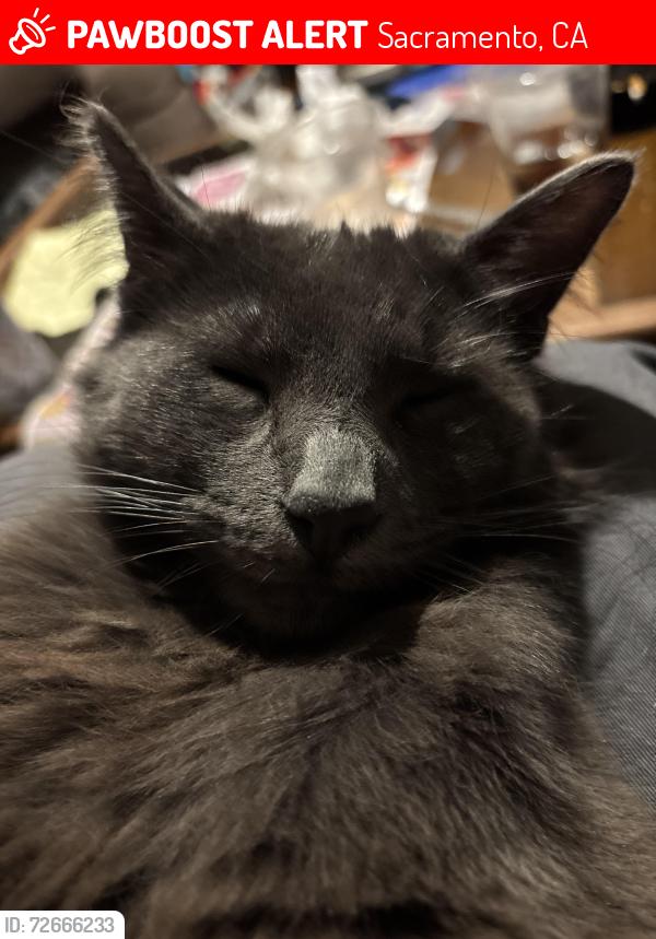 Lost Male Cat last seen Shaw st and Howe avenue , Sacramento, CA 95821