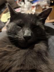 Lost Male Cat last seen Shaw st and Howe avenue , Sacramento, CA 95821