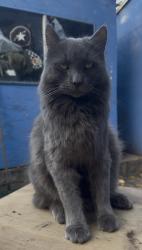 Lost Male Cat last seen Colorado/Columbus, Glendale, CA 91204