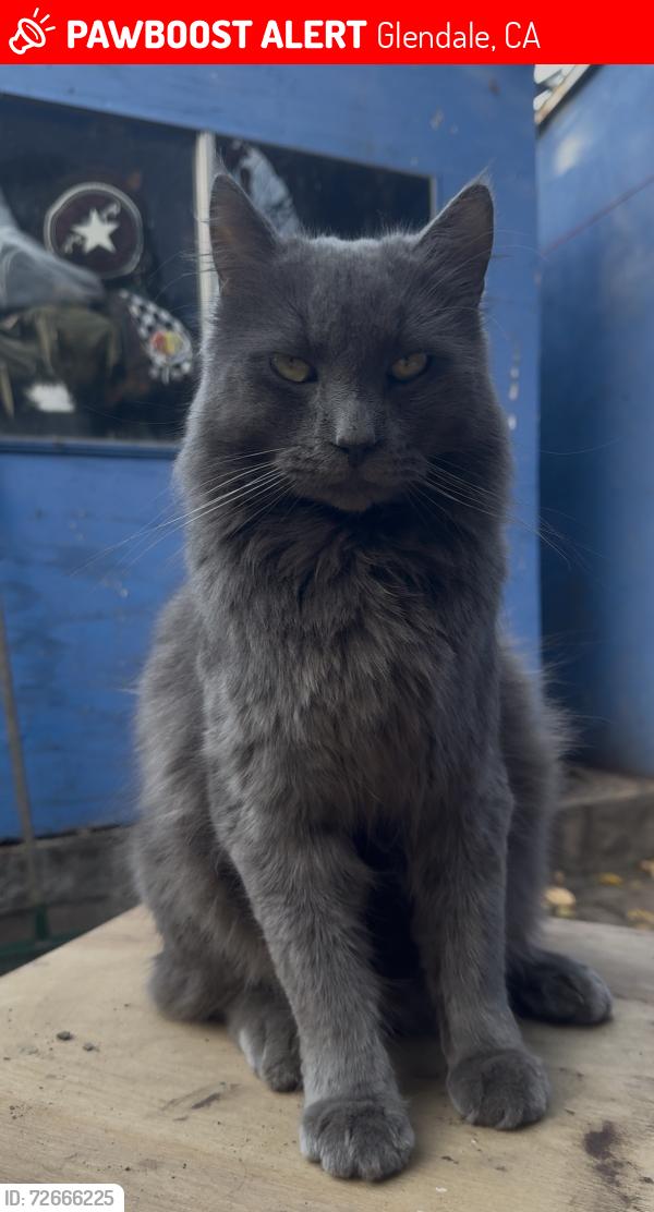 Lost Male Cat last seen Colorado/Columbus, Glendale, CA 91204