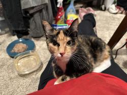 Found/Stray Female Cat last seen Arrington Rd SE, Acworth, GA 30102