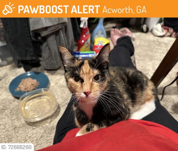 Found/Stray Female Cat last seen Arrington Rd SE, Acworth, GA 30102