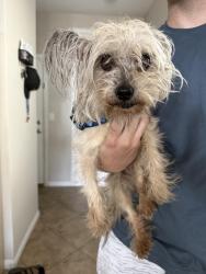 Found/Stray Female Dog last seen Blackhurst Elementary, Las Vegas, NV 89179