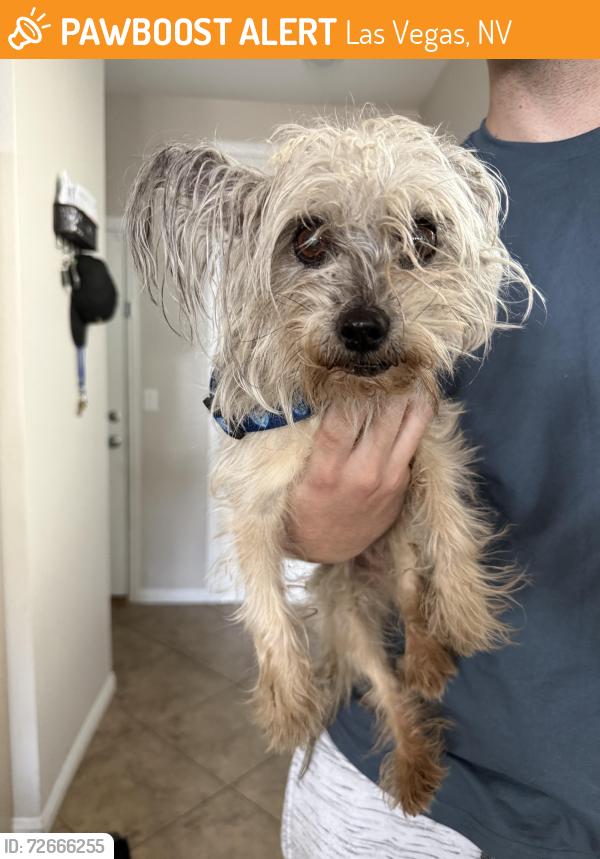 Found/Stray Female Dog last seen Blackhurst Elementary, Las Vegas, NV 89179