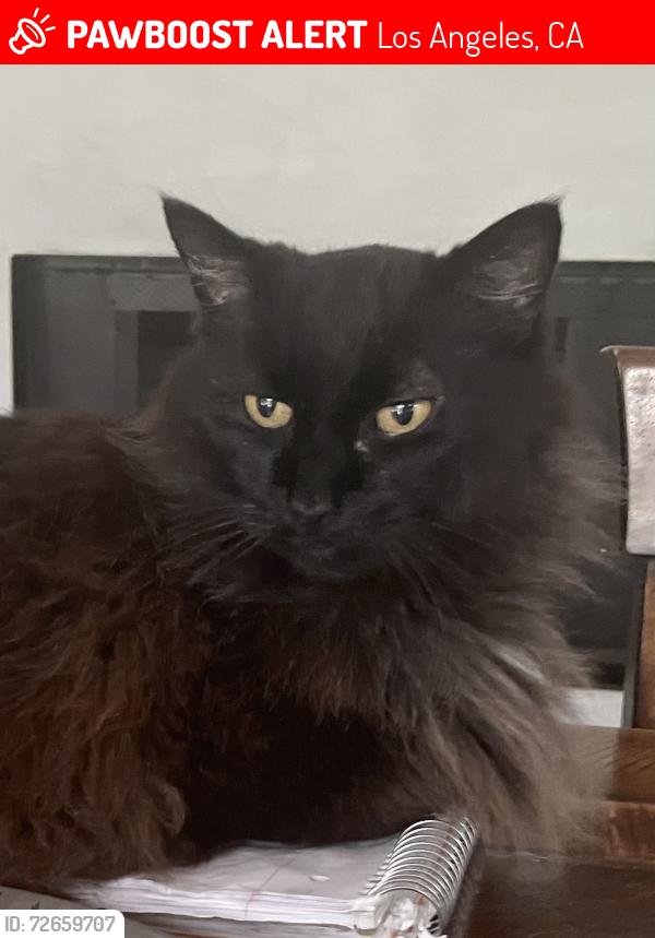 Lost Male Cat last seen Morrison and Gloria, Los Angeles, CA 91436