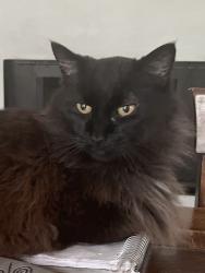 Lost Male Cat last seen Morrison and Gloria, Los Angeles, CA 91436