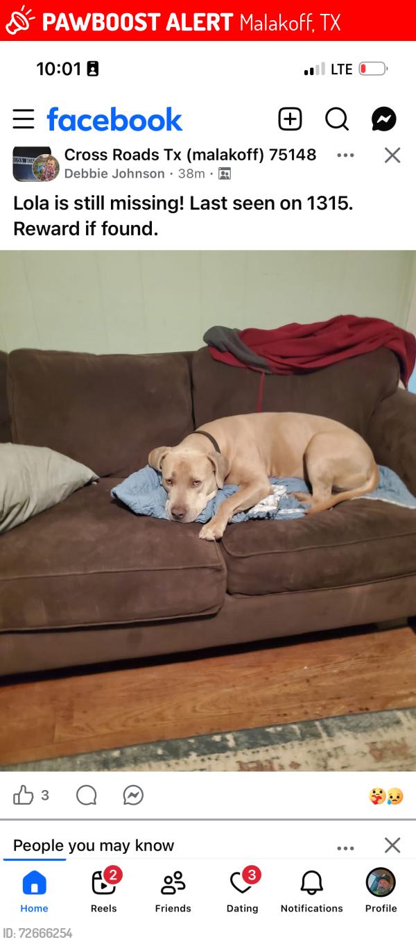 Lost Female Dog last seen Near county road 1315 Malakoff tx , Malakoff, TX 75148