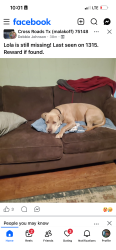 Lost Female Dog last seen Near county road 1315 Malakoff tx , Malakoff, TX 75148