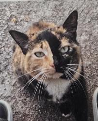 Lost Female Cat last seen Stone Mill Way Lawrenceville, Ga 30046, Lawrenceville, GA 30046