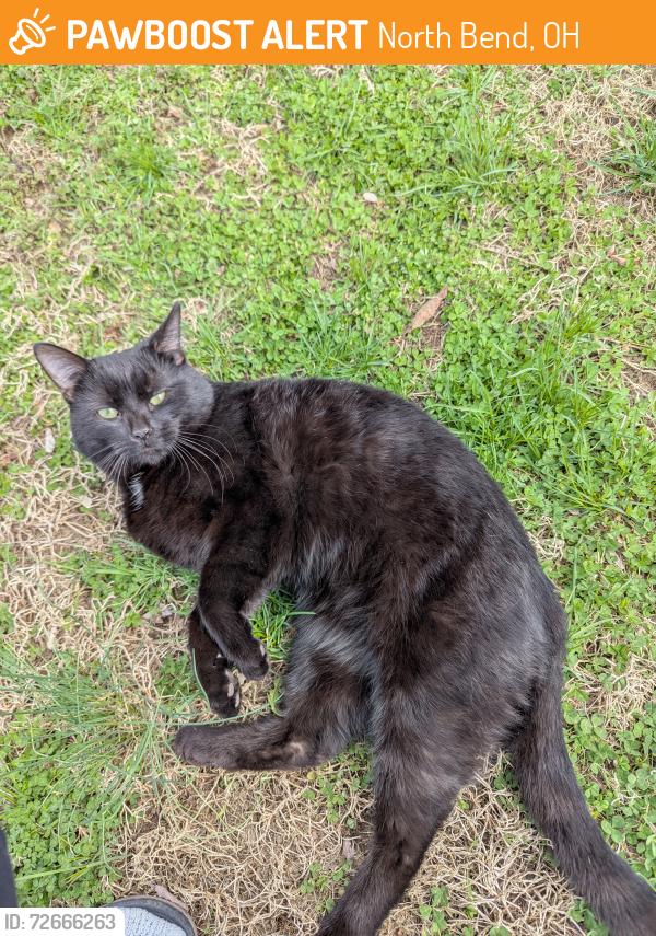 Found/Stray Male Cat last seen Shawnee Lookout Park, North Bend, OH 45052