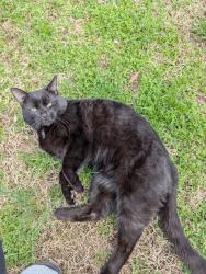 Found/Stray Male Cat last seen Shawnee Lookout Park, North Bend, OH 45052