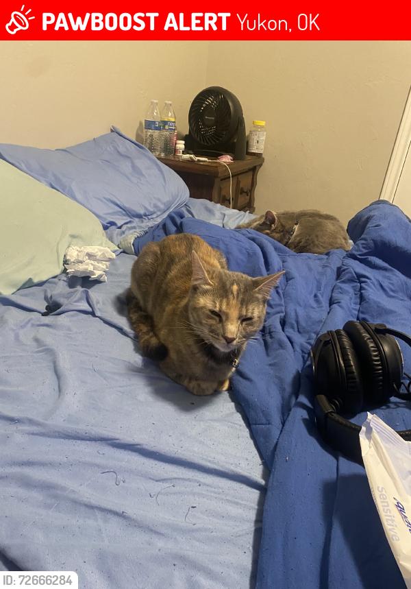 Lost Female Cat last seen W britton & piedmont rd, Yukon, OK 73099
