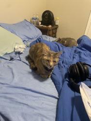 Lost Female Cat last seen W britton & piedmont rd, Yukon, OK 73099