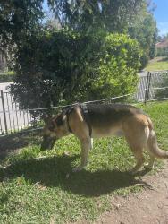 Found/Stray Male Dog last seen The Orchard subdivision, Riverside, CA 92505