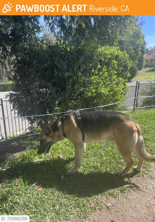 Found/Stray Male Dog last seen The Orchard subdivision, Riverside, CA 92505