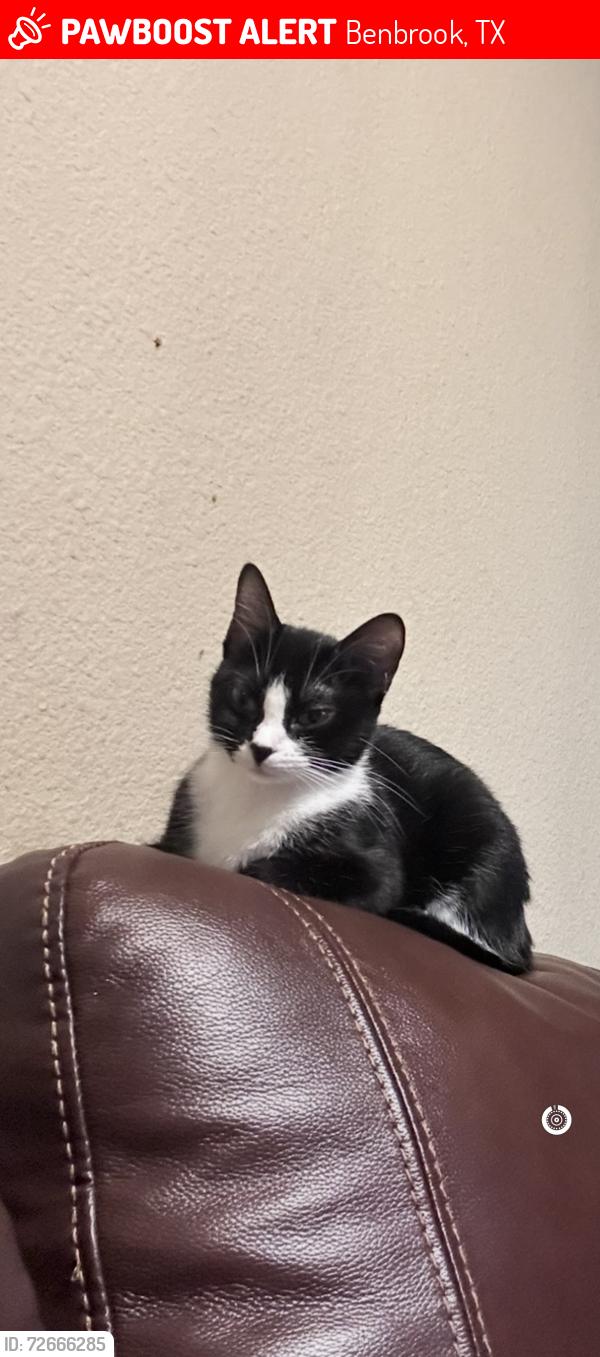 Lost Female Cat last seen Chapin, Benbrook, TX 76116
