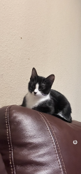 Lost Female Cat last seen Chapin, Benbrook, TX 76116