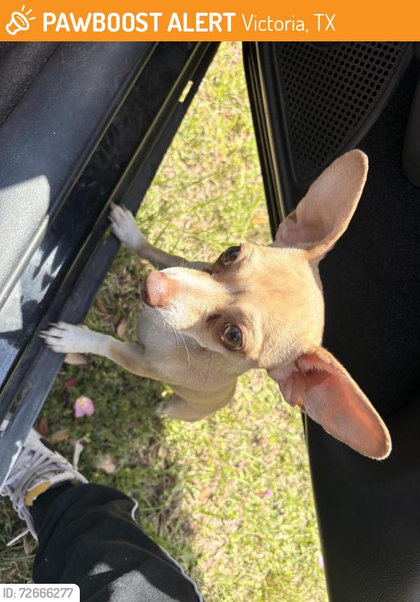 Found/Stray Female Dog last seen In the ditch heading towards 444, Victoria, TX 77904