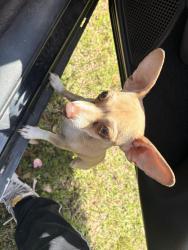 Found/Stray Female Dog last seen In the ditch heading towards 444, Victoria, TX 77904