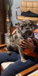 Lost Female Dog last seen Old York and nedro, Philadelphia, PA 19141