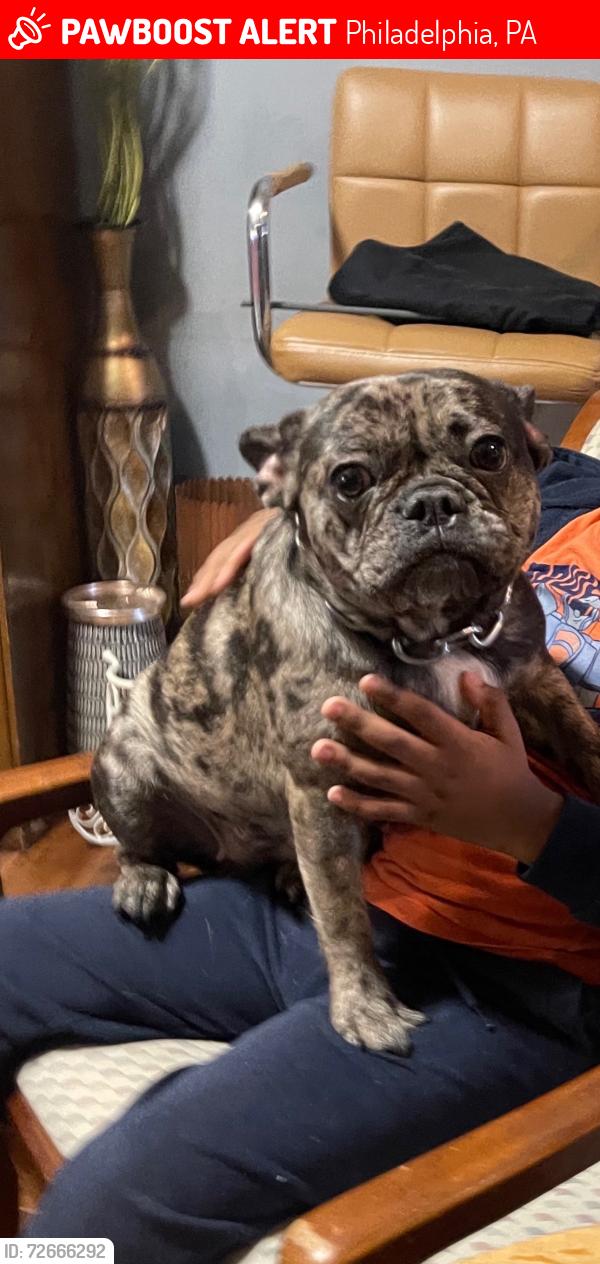Lost Female Dog last seen Old York and nedro, Philadelphia, PA 19141