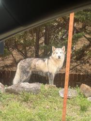 Found/Stray Unknown Dog last seen tenton lane knoxville tn bluegrass road , Knoxville, TN 37922