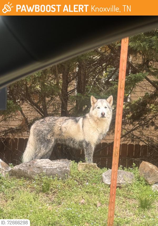Found/Stray Unknown Dog last seen tenton lane knoxville tn bluegrass road , Knoxville, TN 37922