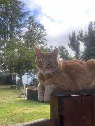Lost Male Cat last seen Verde Vista Lane and Saratoga Sunnyvale , Saratoga, CA 95070