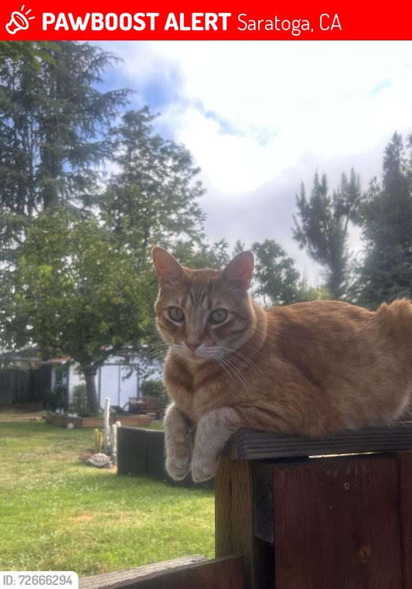 Lost Male Cat last seen Verde Vista Lane and Saratoga Sunnyvale , Saratoga, CA 95070
