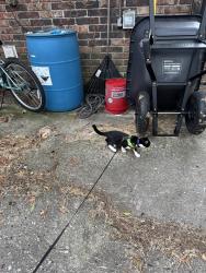 Lost Male Cat last seen 1457nw Avery glan lake city fl , Lake City, FL 32055