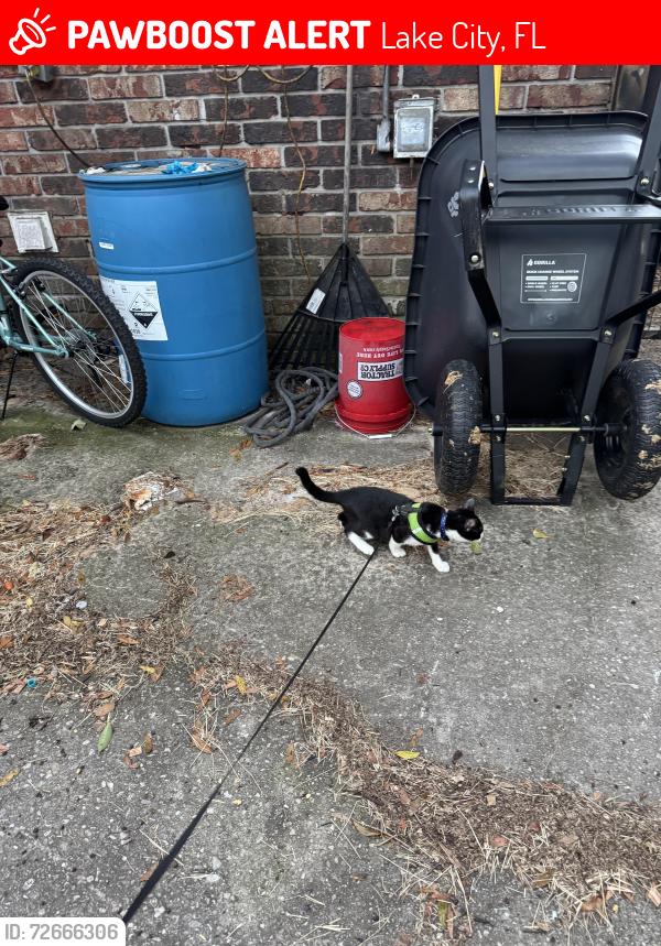 Lost Male Cat last seen 1457nw Avery glan lake city fl , Lake City, FL 32055