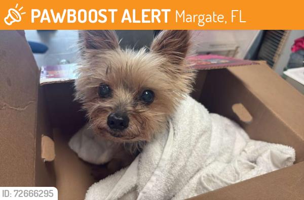 Found/Stray Male Dog last seen Near fern street margate fl 33063, Margate, FL 33063