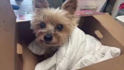 Found/Stray Male Dog last seen Near fern street margate fl 33063, Margate, FL 33063