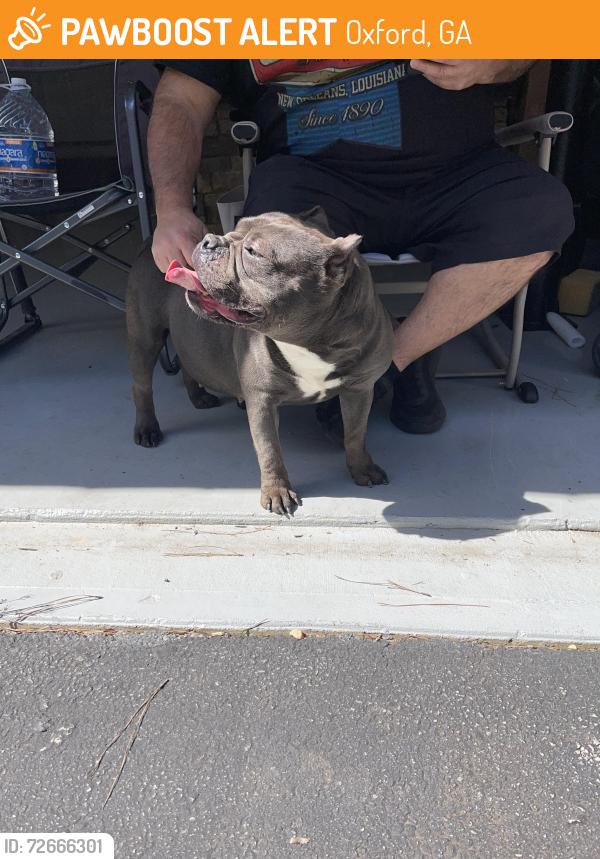 Found/Stray Female Dog last seen Bald Rock Rd & Mount Zion Rd, Oxford, GA 30054
