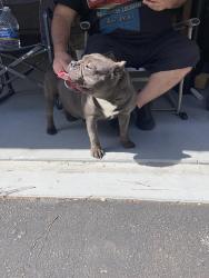 Found/Stray Female Dog last seen Bald Rock Rd & Mount Zion Rd, Oxford, GA 30054