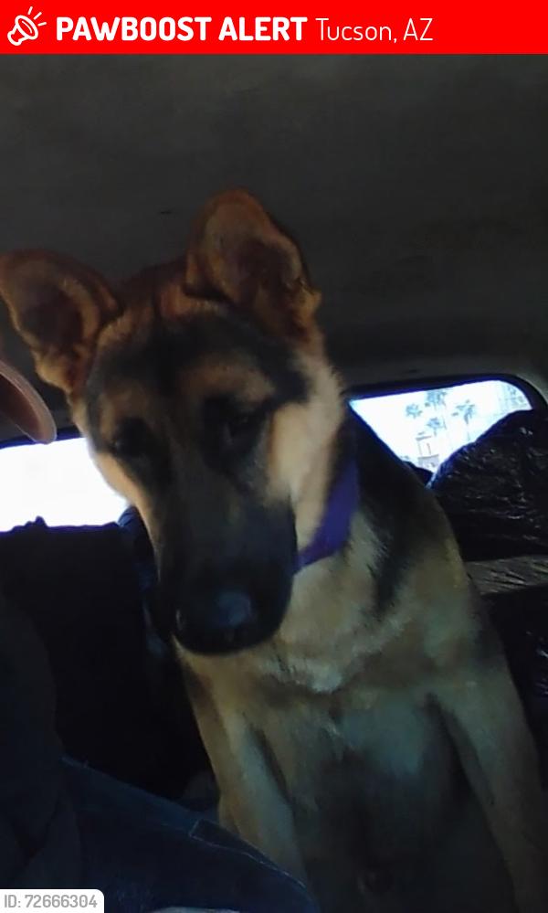 Lost Male Dog last seen Kolb and valencia, Tucson, AZ 85730