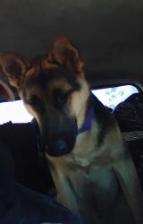 Lost Male Dog last seen Kolb and valencia, Tucson, AZ 85730