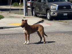 Found/Stray Unknown Dog last seen Wrin & reynolds, San Leandro, CA 94577