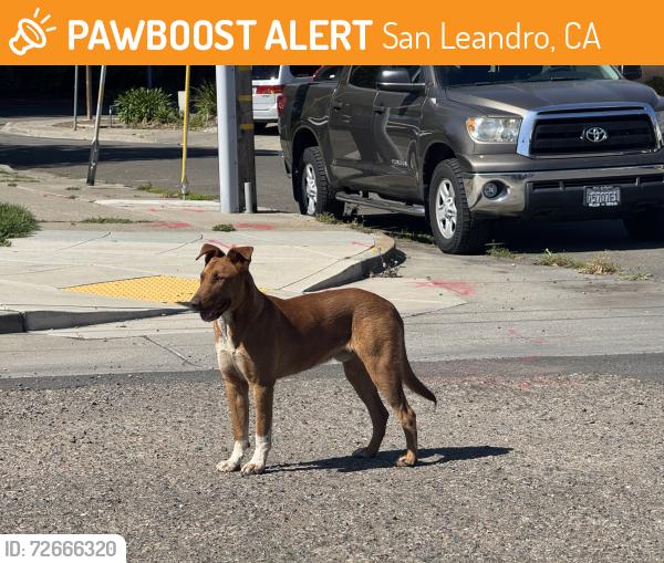 Found/Stray Unknown Dog last seen Wrin & reynolds, San Leandro, CA 94577