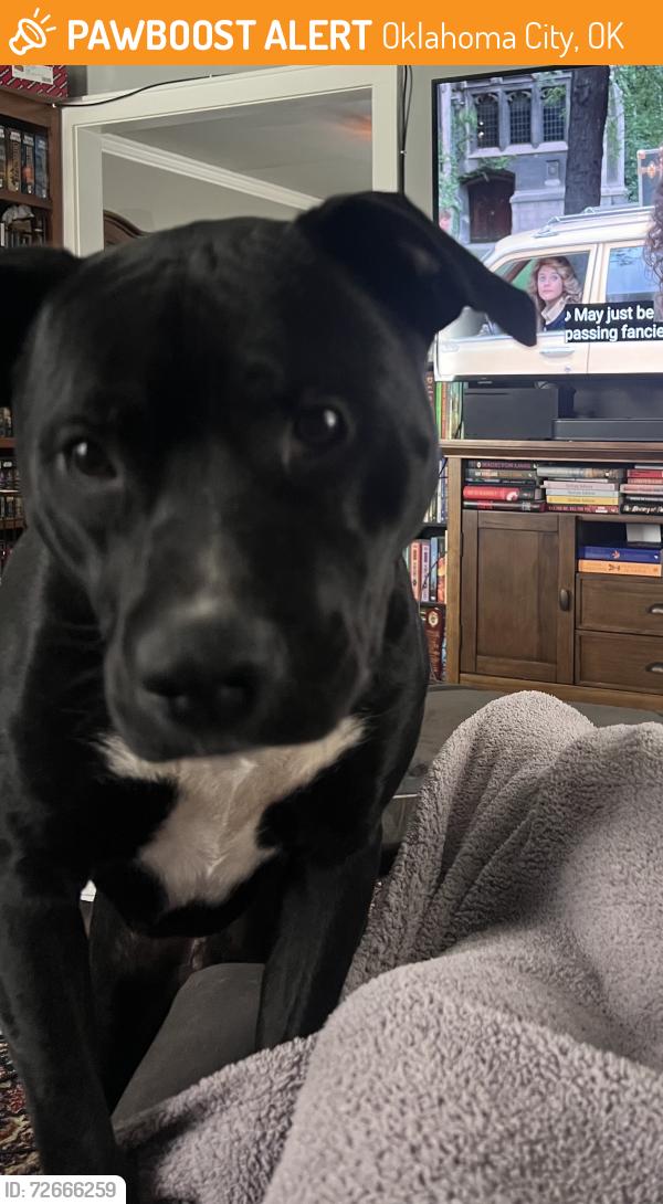 Found/Stray Male Dog last seen Near S Walker Ave, Oklahoma City, OK 73139, Oklahoma City, OK 73102