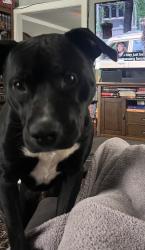 Found/Stray Male Dog last seen Near S Walker Ave, Oklahoma City, OK 73139, Oklahoma City, OK 73102
