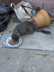 Found/Stray Unknown Cat last seen Norwood Elementary , El Monte, CA 91732