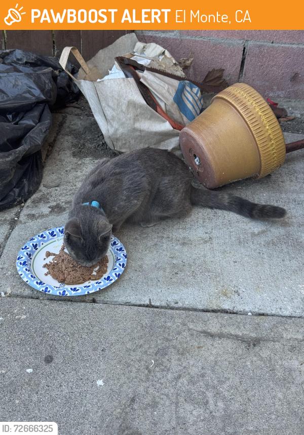 Found/Stray Unknown Cat last seen Norwood Elementary , El Monte, CA 91732