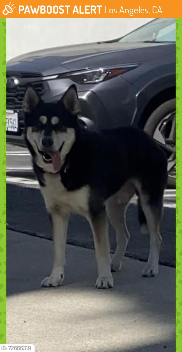 Found/Stray Male Dog last seen Mariposa Ave, between Clinton and Rosewood, Los Angeles, CA 90004