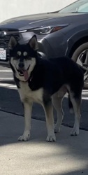 Found/Stray Male Dog last seen Mariposa Ave, between Clinton and Rosewood, Los Angeles, CA 90004