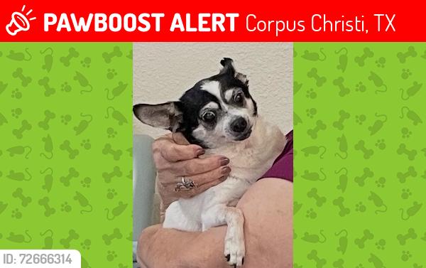 Lost Female Dog last seen Jalisco Restaurant on 902 S Port Ave , Corpus Christi, TX 78405