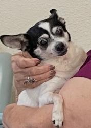 Lost Female Dog last seen Jalisco Restaurant on 902 S Port Ave , Corpus Christi, TX 78405