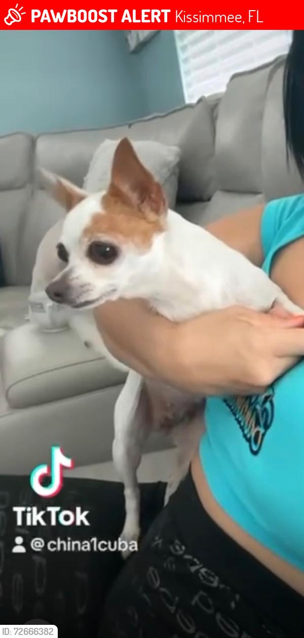 Lost Female Dog last seen Kissimmee, Kissimmee, FL 34744