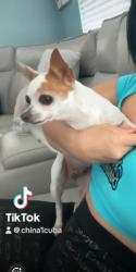 Lost Female Dog last seen Kissimmee, Kissimmee, FL 34744