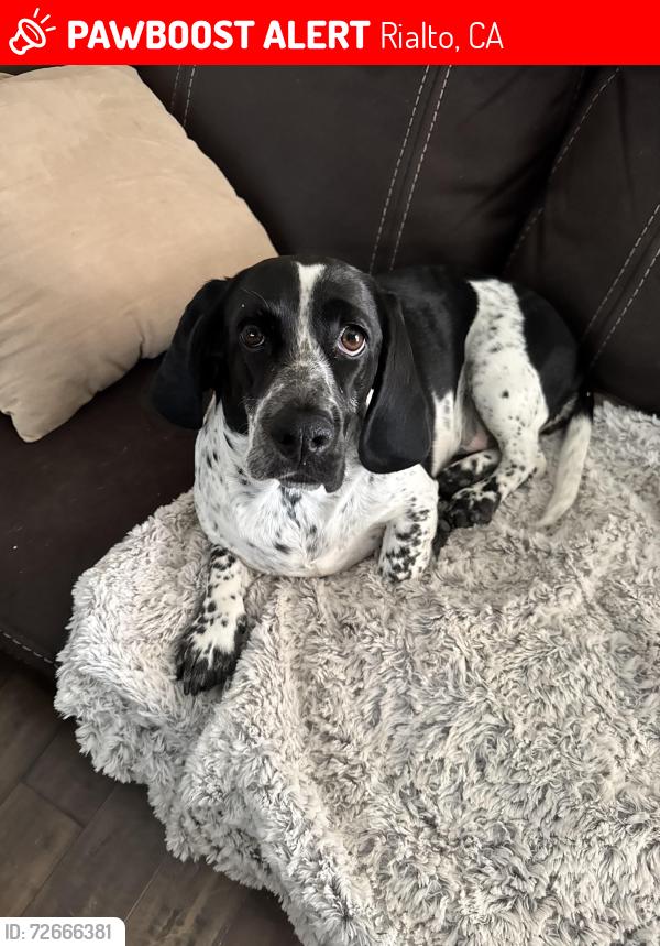 Lost Female Dog last seen Pepper and Baseline, Rialto, CA 92376